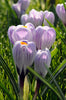Delicate Pickwick crocus: purple and white petals bring spring charm.