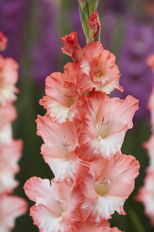 Gladiolus - Pink Lady