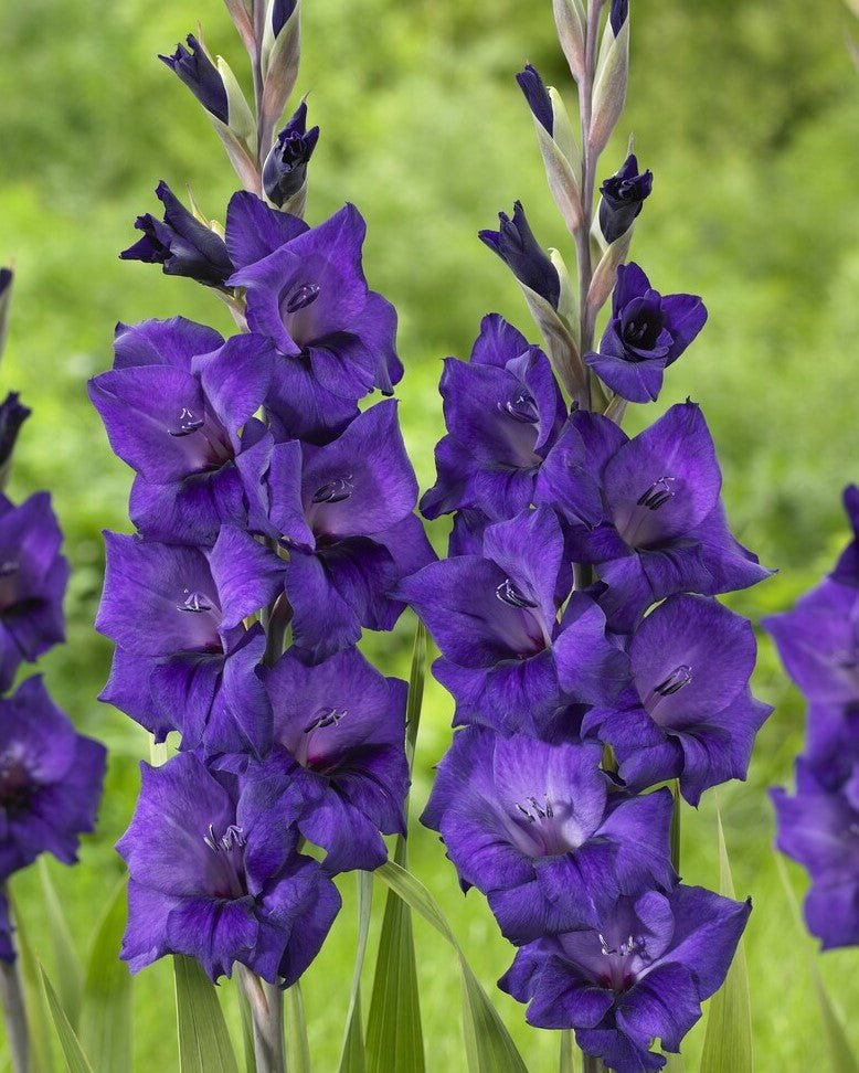 Gladiolus - Purple Flora