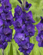 Gladiolus - Purple Flora