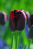 Single late tulip queen of night with burgundy petals and green background