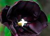 Vibrant Queen of the Night tulip showcasing its deep purple petals.