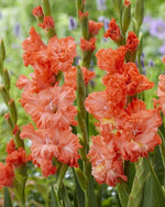 Gladiolus - Riks Frizzle