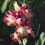 Bearded Iris - Rock Star