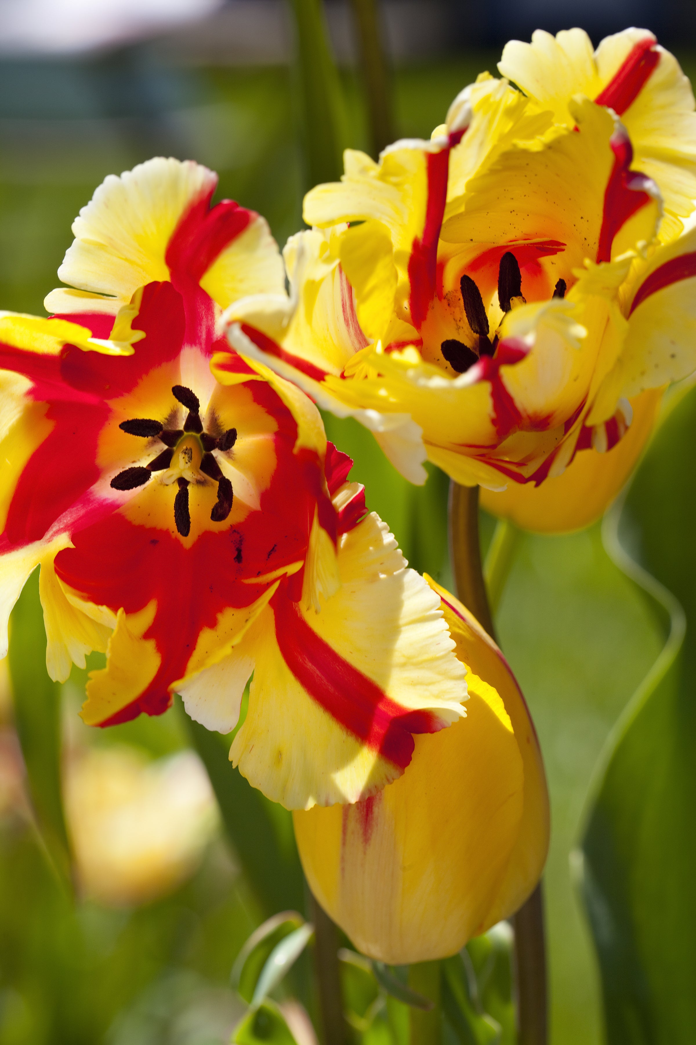 Vibrant red and yellow Parrot tulip named Texas Flame in bloom.