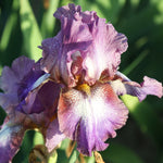 Bearded Iris - Wine Festival