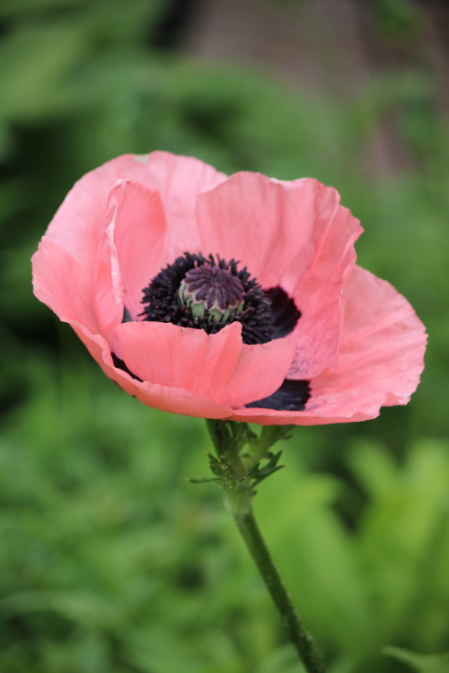 Graceful Paradiso Poppy: a mesmerizing addition to floral landscapes.