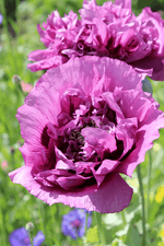 Papaver Orientale - Bolero
