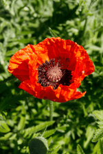 Papaver Orientale - Flamenco