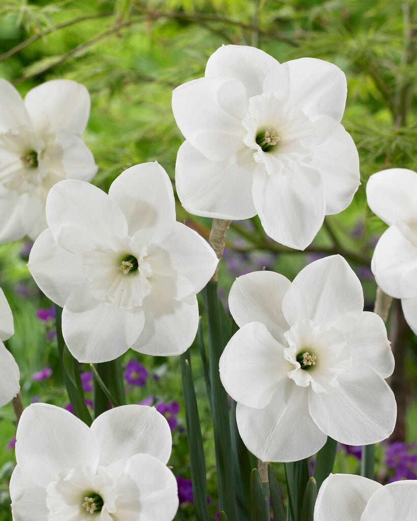 Daffodil - Falmouth Bay