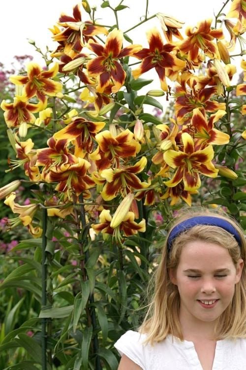giant tree lily flower bulbs Robert Swanson