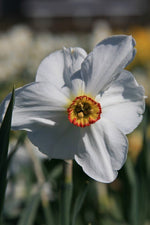 Daffodil - Pheasant's Eye