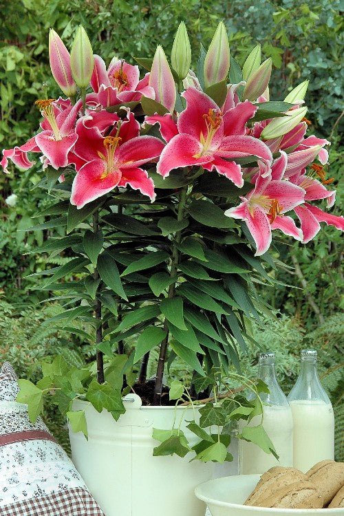 asiatic lily freeze After Eight