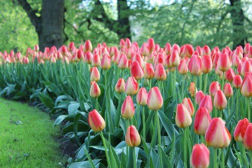 Tulip - American Dream