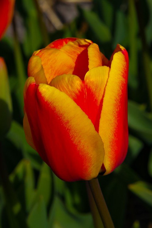 Tulip - Apeldoorn Elite