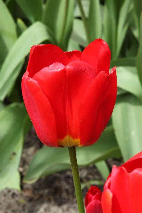 Darwin Hybrid Tulip Apeldoorn red color and green stems single tulip