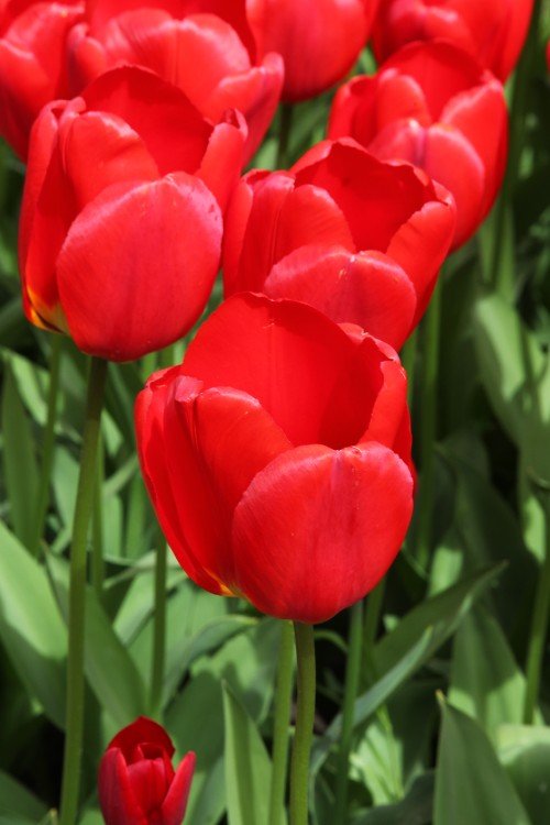 Tulip - Apeldoorn