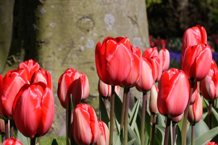 Group of bright red tulips in full bloom, named Darwin Hybrid Apeldoorn.