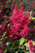 Astilbe - Fanal