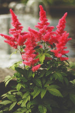 Astilbe - Visions In Red