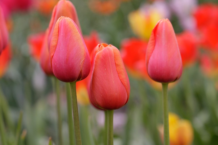 Group of Parrot Avignon tulips, boasting red, orange and pink hues.