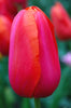 Close-up of a vibrant Parrot Avignon tulip displaying red, pink and orange petals.