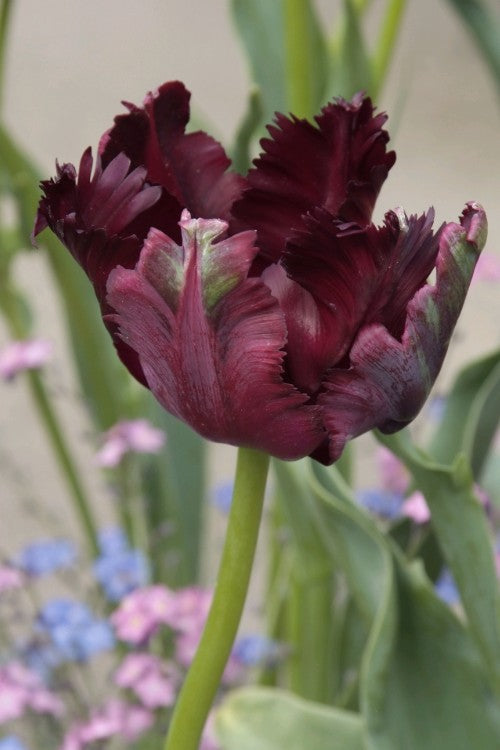 Vibrant Parrot Black Parrot tulip with feathery burgundy black petals in full bloom.