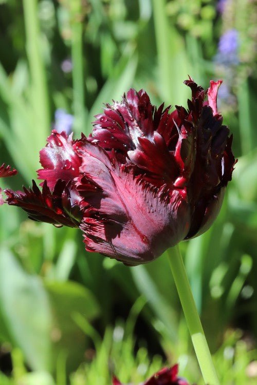 Tulip - Black Parrot