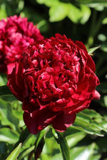 Peony - Black Beauty