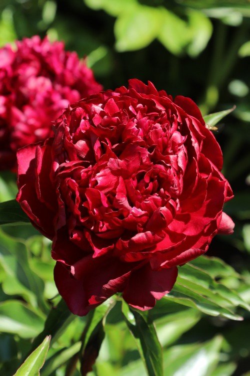 Peony - Black Beauty