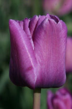 Tulip - Bleu Aimable