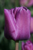 Close-up Single Late Blue Aimable tulip purple petals on tall green stem
