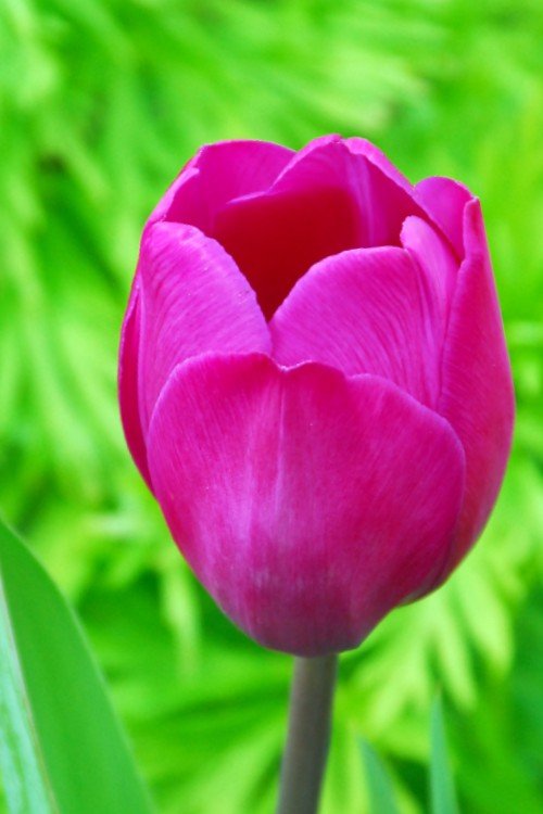 Tulip - Blue Beauty