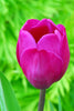 Elegant Triumph Blue Beauty tulip showcasing its captivating purple hues