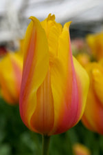Tulip - Blushing Lady