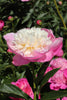 Captivating Peony: Bowl of Beauty variety offers a floral masterpiece.