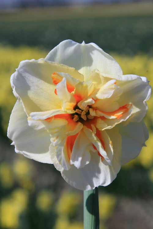 Daffodil Broadway Star in full bloom, with white-yellow, ruffled petals