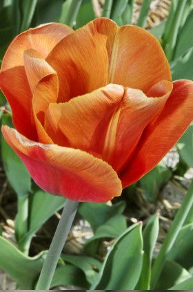 Triumph tulip indian summer showcasing its brown-red colors in full bloom