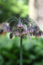 Allium - Siculum