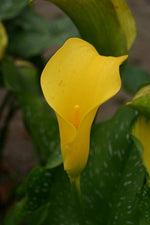 Calla - California Gold