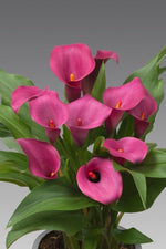 Calla - Anneke
