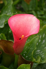Calla - Rehmanii Superba