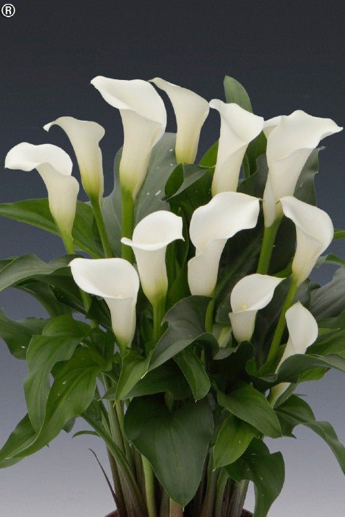 white spotted leaf calla lily Albomaculata