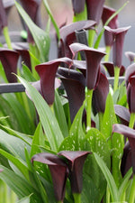 Calla - Schwarzwalder