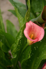 Calla - Mozart