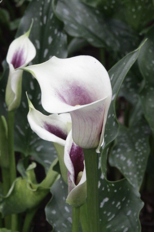 picasso lily flower Picasso - Calla Bulbs