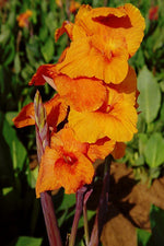 Canna - Orange Beauty
