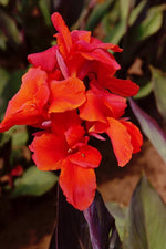 Canna - Red King Humbert