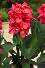 Canna - Happy Isabel