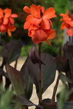 Canna - Happy Wilma